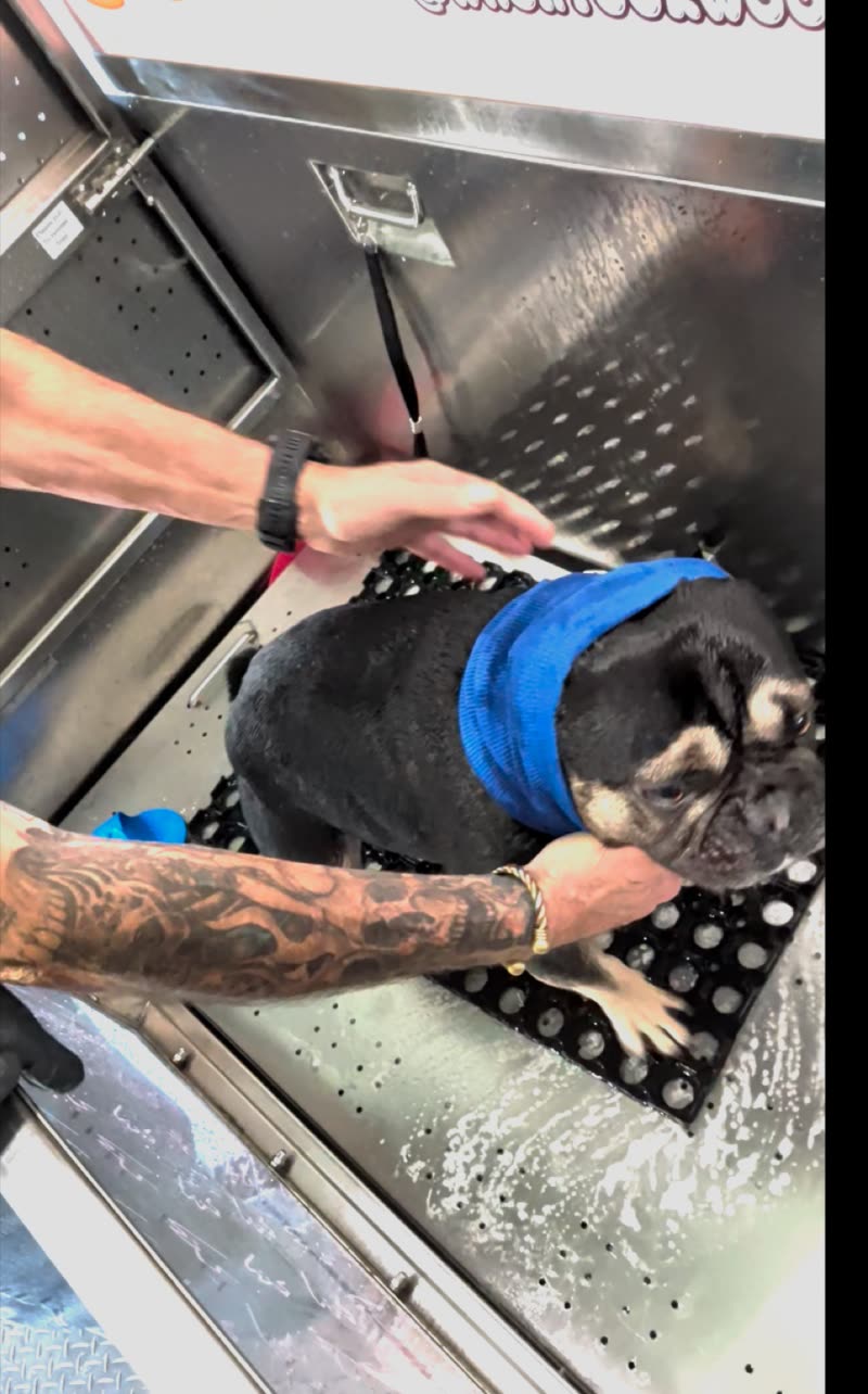 A handler washing a black French bulldog in a coat in the stainless steel bay