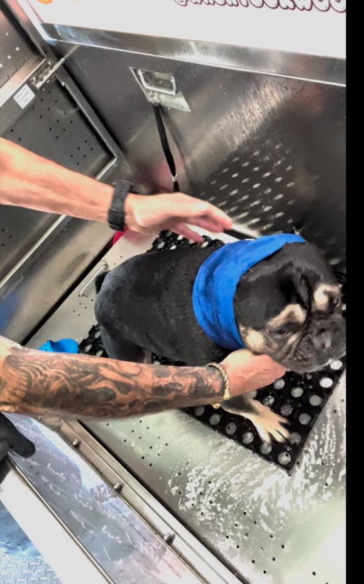 A small black French bulldog standing in the stainless steel wash bay