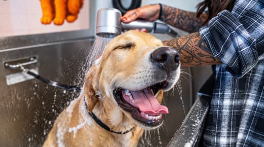Close crop of a wet golden retriever enjoying a rinse under the shower head